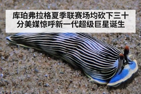 库珀弗拉格夏季联赛场均砍下三十分美媒惊呼新一代超级巨星诞生